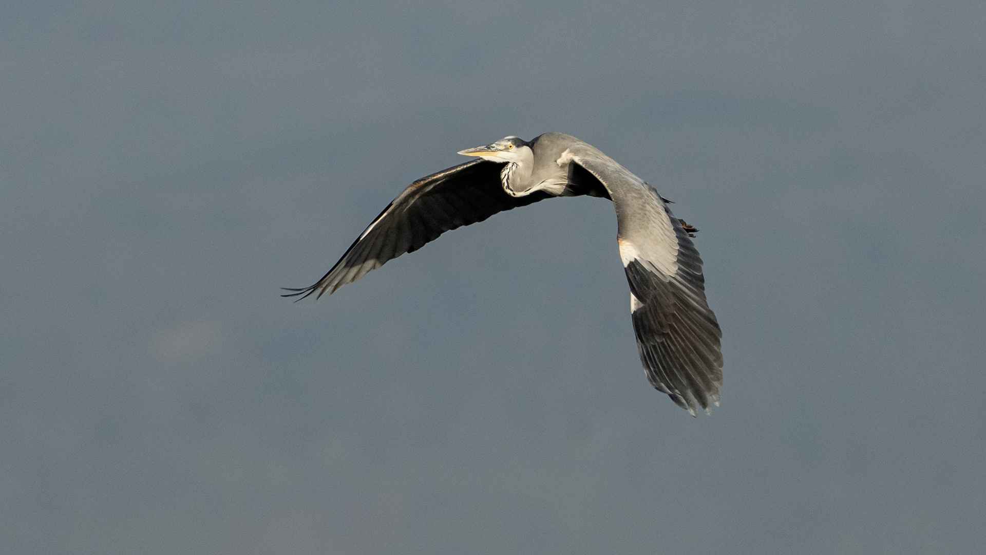 Gray Heron